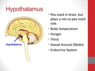 Hypothalamus
• Pea sized in brain, but
plays a not so pea sized
role.
• Body temperature
• Hunger
• Thirst
• Sexual Arousal (libido)
• Endocrine System

 