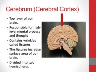 Cerebrum (Cerebral Cortex)
• Top layer of our
brain.
• Responsible for highlevel mental process
and thought
• Contains wrinkles
called fissures.
• The fissures increase
surface area of our
brain.
• Divided into two
hemispheres

 