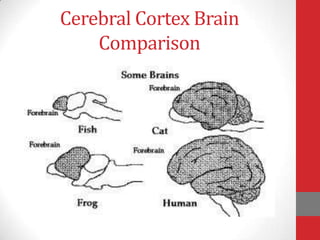 Cerebral Cortex Brain
Comparison

 