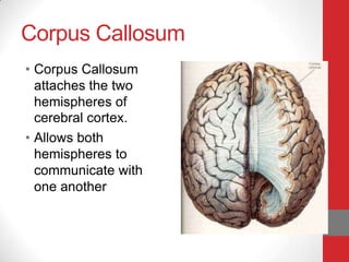 Corpus Callosum
• Corpus Callosum
attaches the two
hemispheres of
cerebral cortex.
• Allows both
hemispheres to
communicate with
one another

 