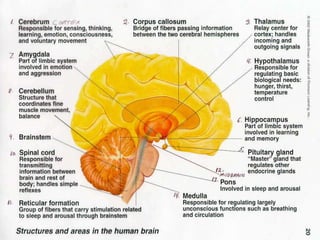 Unit 2 Biopsychology PowerPoint