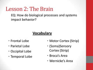 Lesson 2: The Brain
EQ: How do biological processes and systems
impact behavior?

Vocabulary
• Frontal Lobe
• Parietal Lobe
• Occipital Lobe
• Temporal Lobe

• Motor Cortex (Strip)
• (Soma)Sensory
Cortex (Strip)
• Broca’s Area
• Wernicke’s Area

 