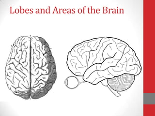 Lobes and Areas of the Brain

 