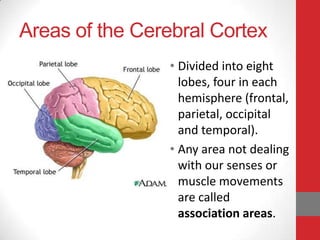 Areas of the Cerebral Cortex
• Divided into eight
lobes, four in each
hemisphere (frontal,
parietal, occipital
and temporal).
• Any area not dealing
with our senses or
muscle movements
are called
association areas.

 