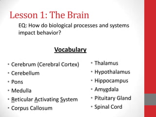 Lesson 1: The Brain
EQ: How do biological processes and systems
impact behavior?

Vocabulary
• Cerebrum (Cerebral Cortex)
• Cerebellum
• Pons
• Medulla
• Reticular Activating System
• Corpus Callosum

• Thalamus
• Hypothalamus
• Hippocampus
• Amygdala
• Pituitary Gland
• Spinal Cord

 