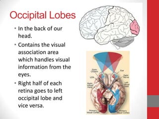 Occipital Lobes
• In the back of our
head.
• Contains the visual
association area
which handles visual
information from the
eyes.
• Right half of each
retina goes to left
occipital lobe and
vice versa.

 