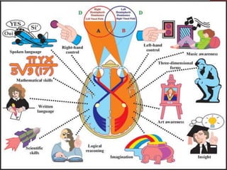 Unit 2 Biopsychology PowerPoint