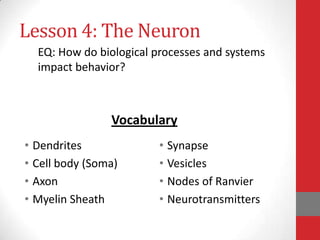 Lesson 4: The Neuron
EQ: How do biological processes and systems
impact behavior?

Vocabulary
• Dendrites
• Cell body (Soma)
• Axon
• Myelin Sheath

• Synapse
• Vesicles
• Nodes of Ranvier
• Neurotransmitters

 