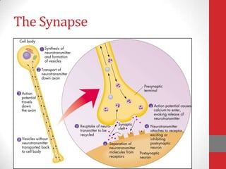 The Synapse

 