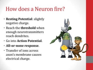 How does a Neuron fire?
• Resting Potential: slightly
negative charge.
• Reach the threshold when
enough neurotransmitters
reach dendrites.
• Go into Action Potential.
• All-or-none response.
• Transfer of ions across
axon’s membrane causes
electrical charge.

 