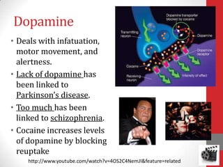 Dopamine
• Deals with infatuation,
motor movement, and
alertness.
• Lack of dopamine has
been linked to
Parkinson’s disease.
• Too much has been
linked to schizophrenia.
• Cocaine increases levels
of dopamine by blocking
reuptake
http://www.youtube.com/watch?v=4OS2C4NemJI&feature=related

 