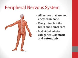 Peripheral Nervous System
• All nerves that are not
encased in bone.
• Everything but the
brain and spinal cord.
• Is divided into two
categories….somatic
and autonomic.

 