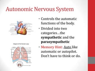 Autonomic Nervous System
• Controls the automatic
functions of the body.
• Divided into two
categories…the
sympathetic and the
parasympathetic
• Memory Hint: Auto like
automatic or autopilot.
Don’t have to think or do.

 