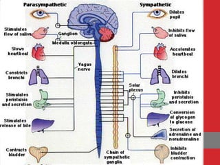 Unit 2 Biopsychology PowerPoint