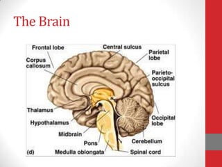 The Brain

 