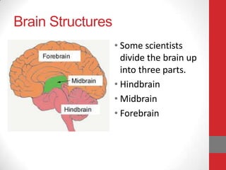 Brain Structures
• Some scientists
divide the brain up
into three parts.
• Hindbrain
• Midbrain
• Forebrain

 
