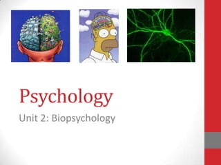 Psychology
Unit 2: Biopsychology

 