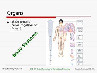 Orgains Topic Body Organization Terminology | PPT