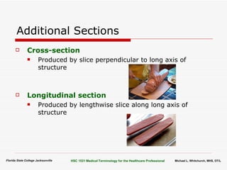 Body Organization Terminology | PPT