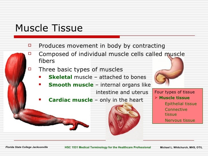 body-organization-terminology