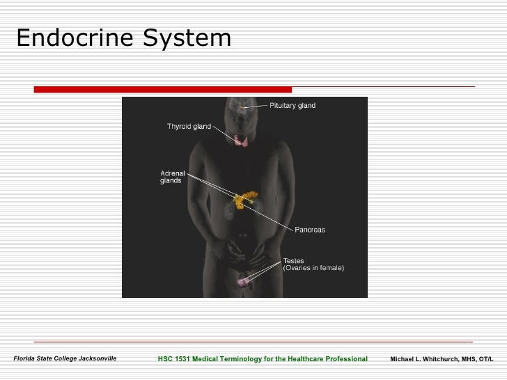 Vas Deferens Organization - Drug Bubbles Vas Deferens Organization - Drug Bubbles