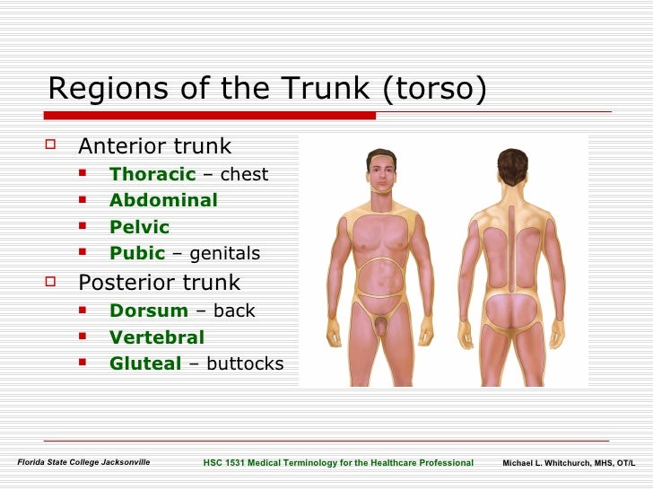 Body Organization Terminology