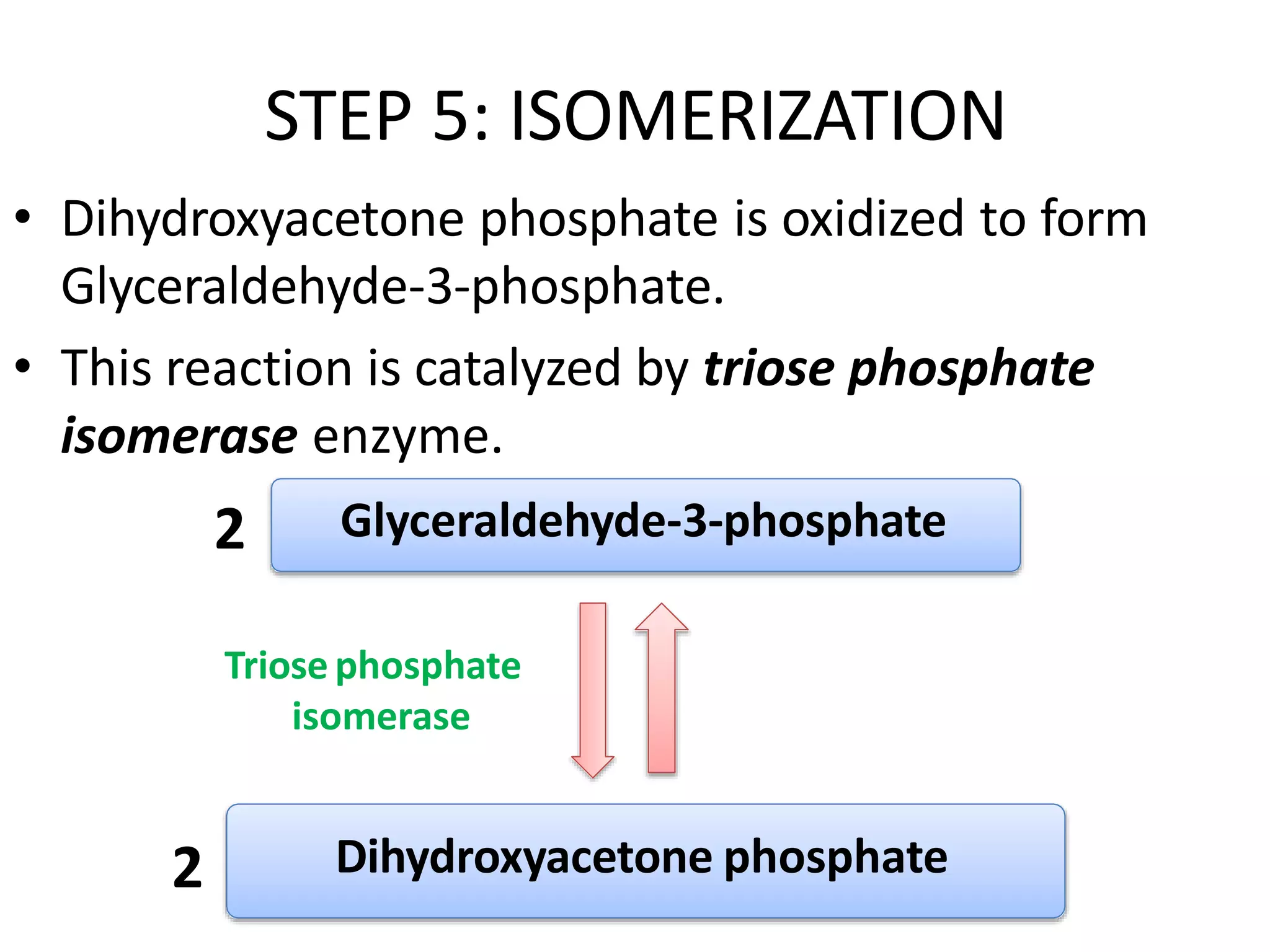 STEP 5: ISOMERIZATION
• Dihydroxyacetone phosphate is oxidized to form
Glyceraldehyde-3-phosphate.
• This reaction is catalyzed by triose phosphate
isomerase enzyme.
Glyceraldehyde-3-phosphate
Dihydroxyacetone phosphate
Triose phosphate
isomerase
2
2
 