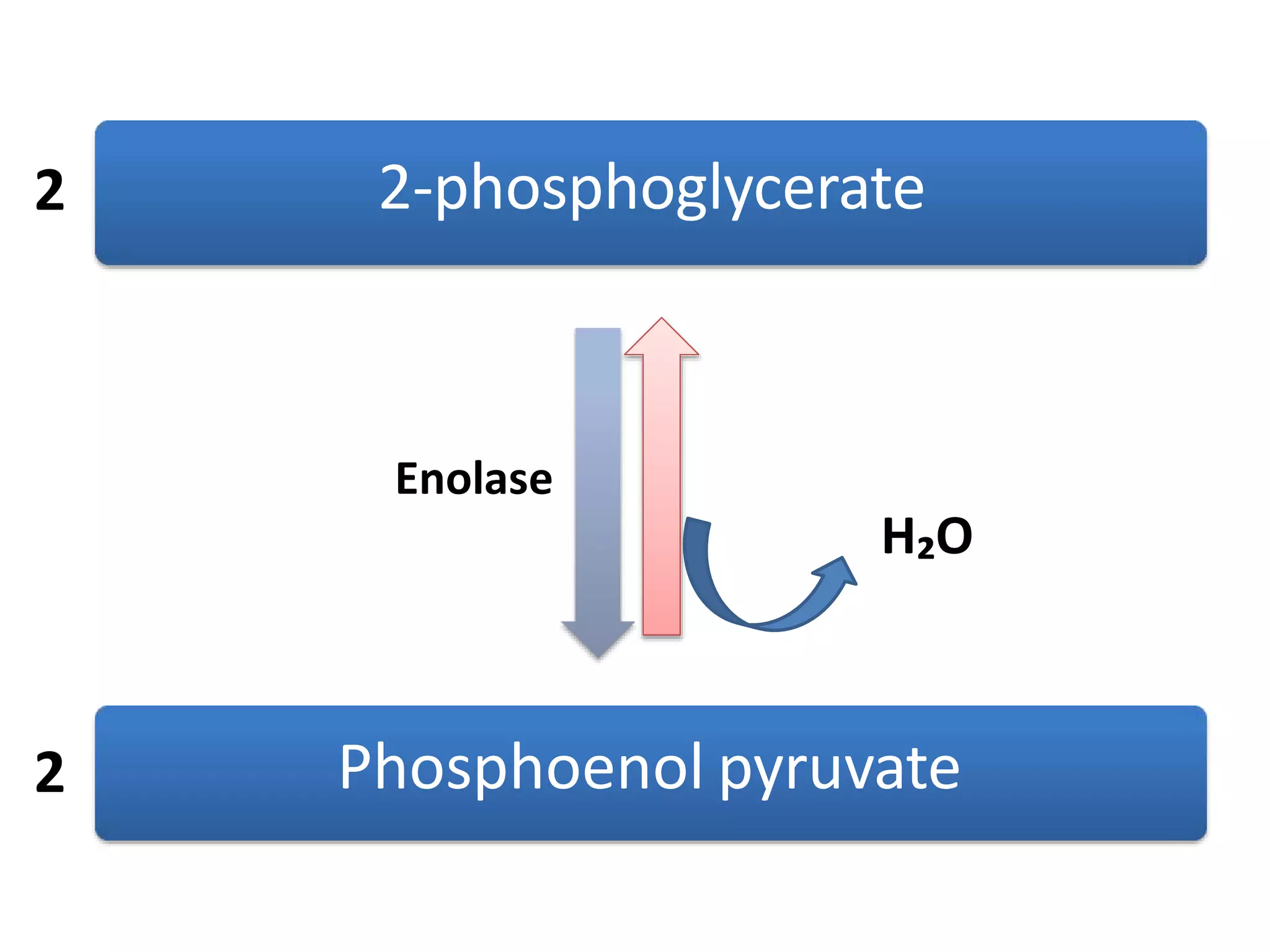 2-phosphoglycerate
Phosphoenol pyruvate
H₂O
Enolase
2
2
 