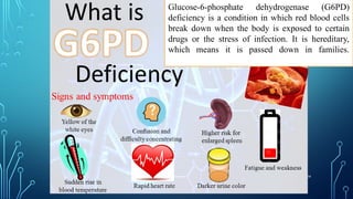 24
Glucose-6-phosphate dehydrogenase (G6PD)
deficiency is a condition in which red blood cells
break down when the body is exposed to certain
drugs or the stress of infection. It is hereditary,
which means it is passed down in families.
 
