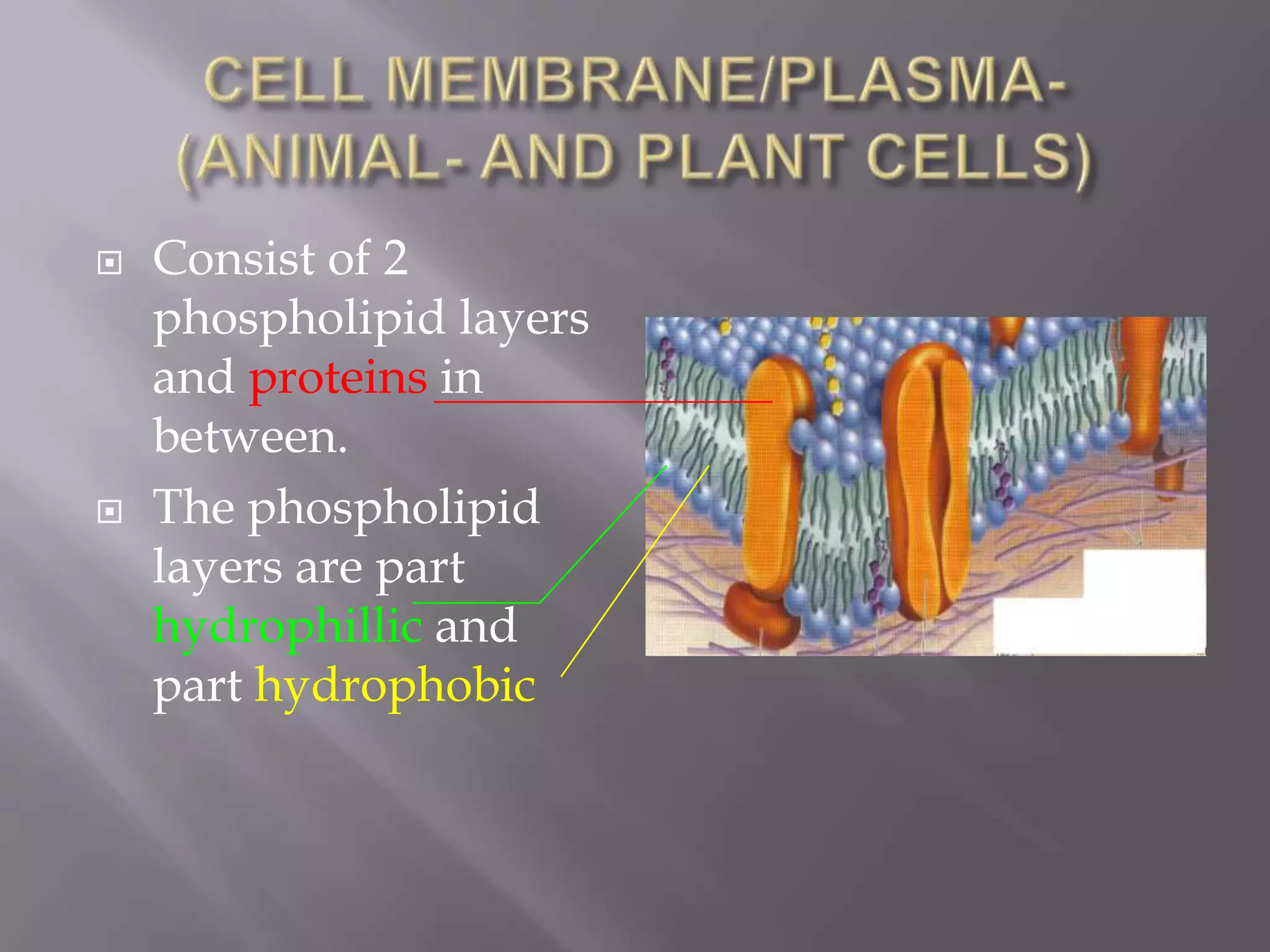    Consist of 2
    phospholipid layers
    and proteins in
    between.
   The phospholipid
    layers are part
    hydrophillic and
    part hydrophobic
 