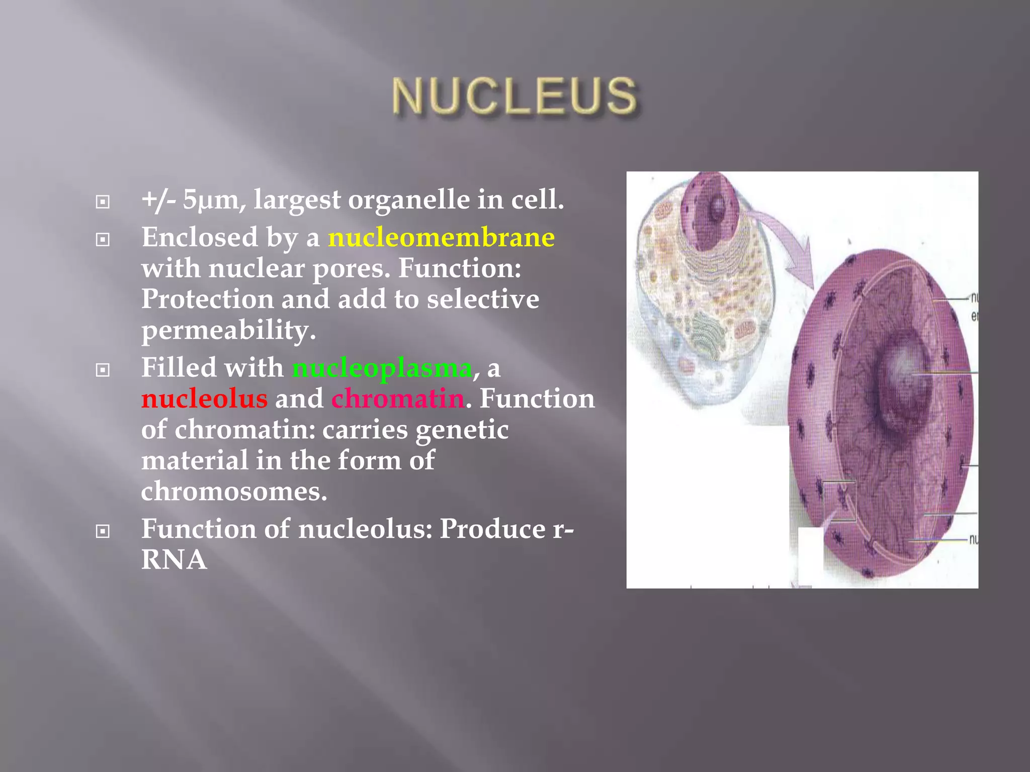    +/- 5µm, largest organelle in cell.
   Enclosed by a nucleomembrane
    with nuclear pores. Function:
    Protection and add to selective
    permeability.
   Filled with nucleoplasma, a
    nucleolus and chromatin. Function
    of chromatin: carries genetic
    material in the form of
    chromosomes.
   Function of nucleolus: Produce r-
    RNA
 
