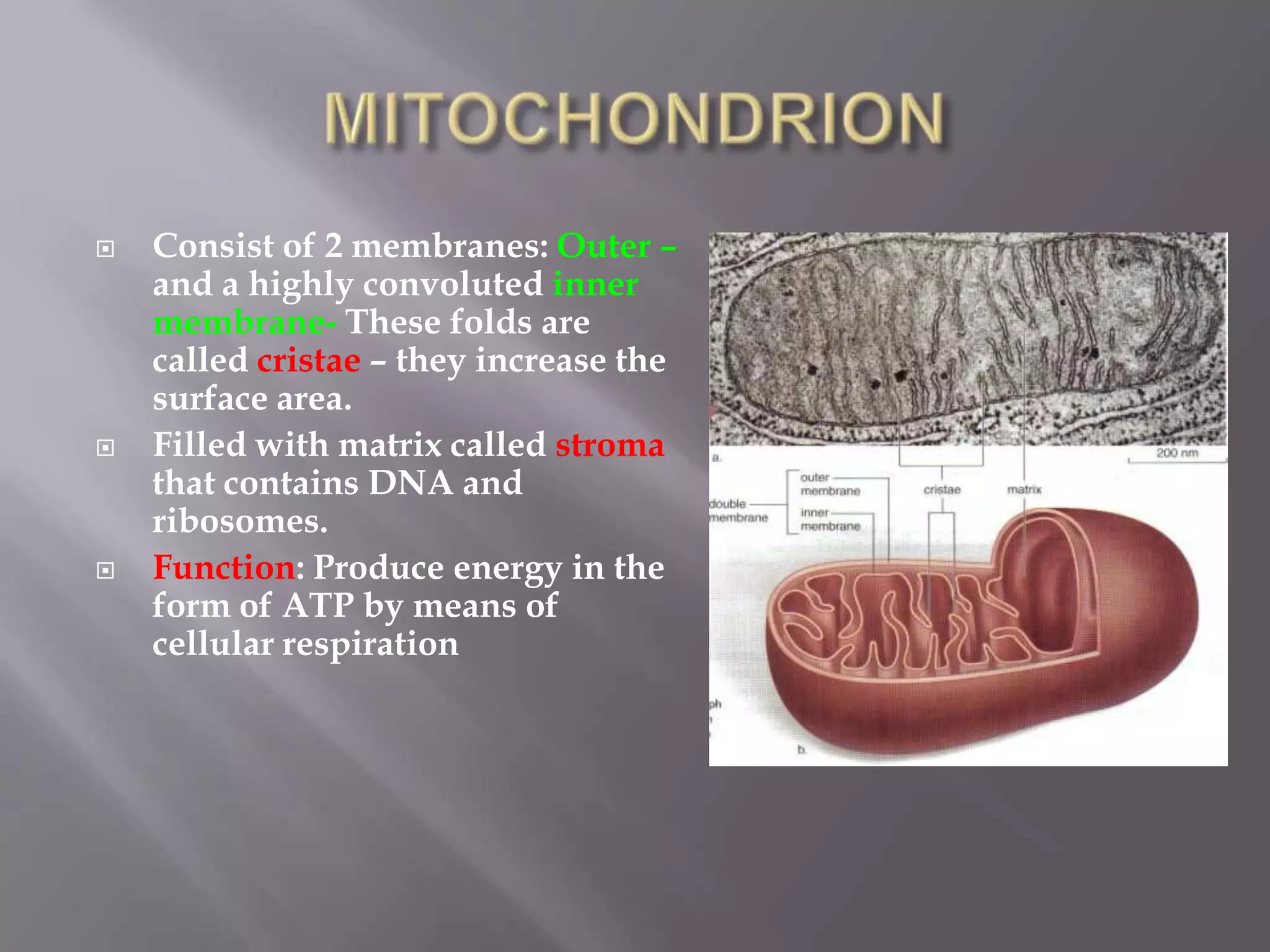    Consist of 2 membranes: Outer –
    and a highly convoluted inner
    membrane- These folds are
    called cristae – they increase the
    surface area.
   Filled with matrix called stroma
    that contains DNA and
    ribosomes.
   Function: Produce energy in the
    form of ATP by means of
    cellular respiration
 