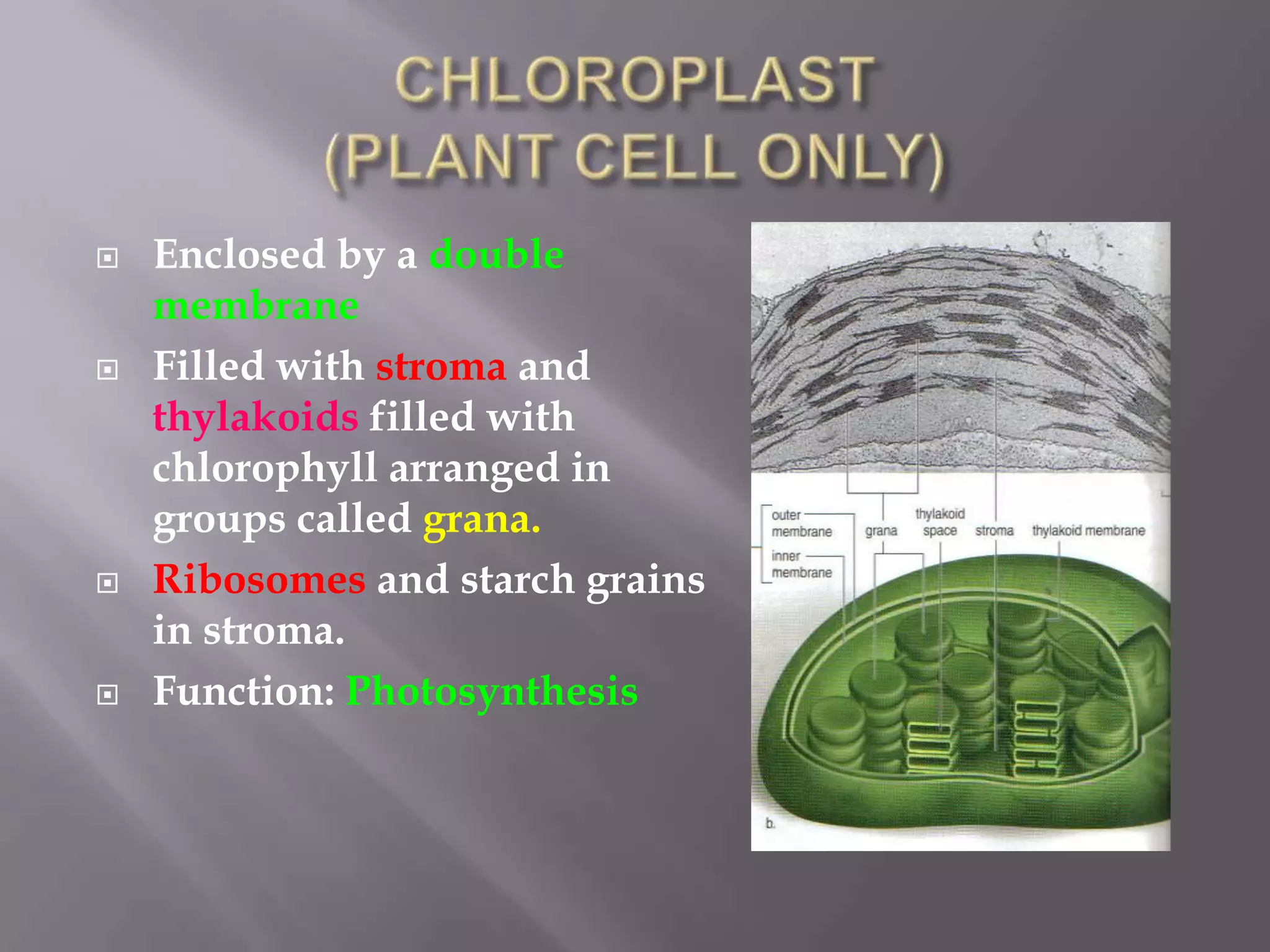    Enclosed by a double
    membrane
   Filled with stroma and
    thylakoids filled with
    chlorophyll arranged in
    groups called grana.
   Ribosomes and starch grains
    in stroma.
   Function: Photosynthesis
 