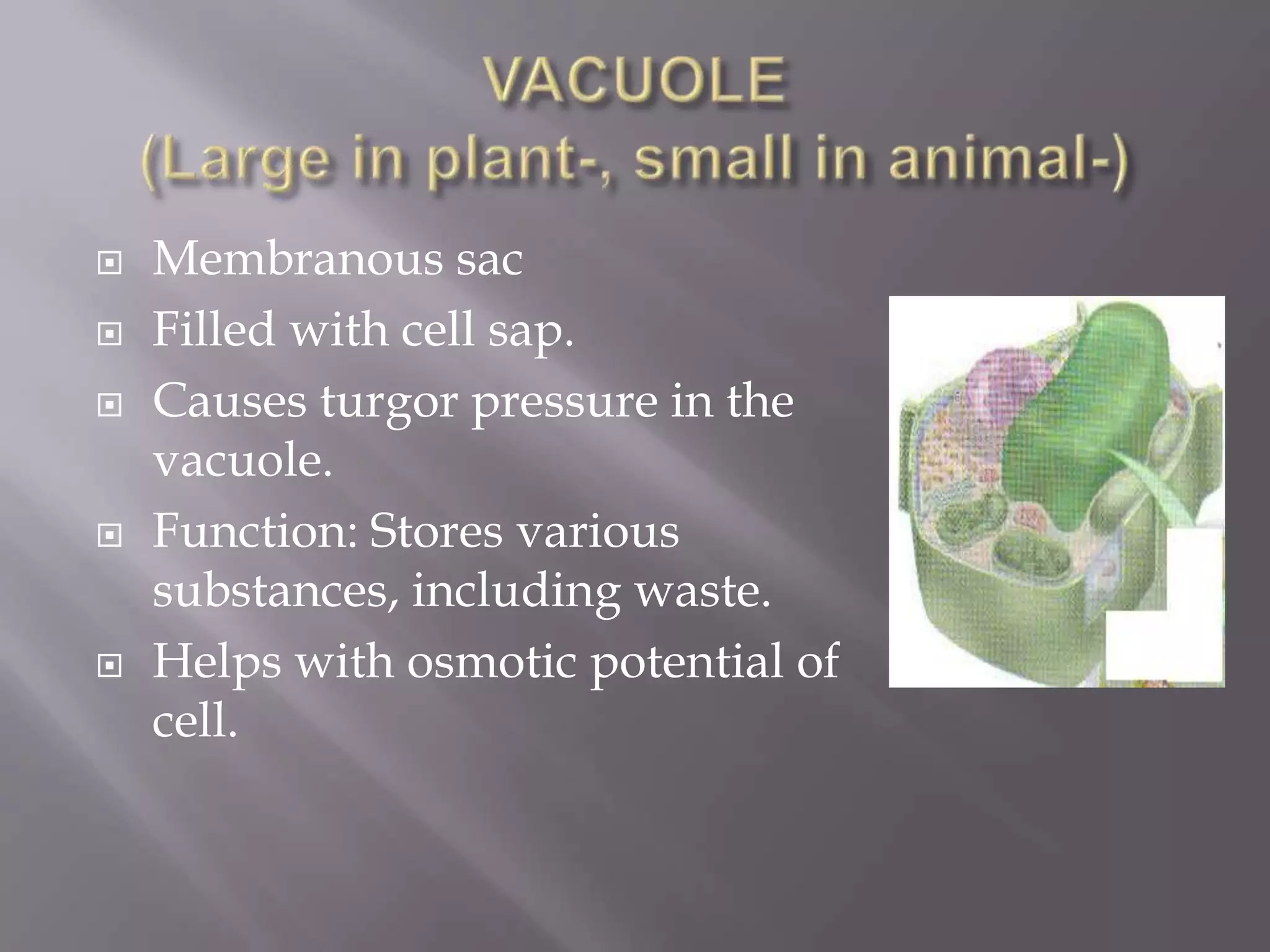    Membranous sac
   Filled with cell sap.
   Causes turgor pressure in the
    vacuole.
   Function: Stores various
    substances, including waste.
   Helps with osmotic potential of
    cell.
 