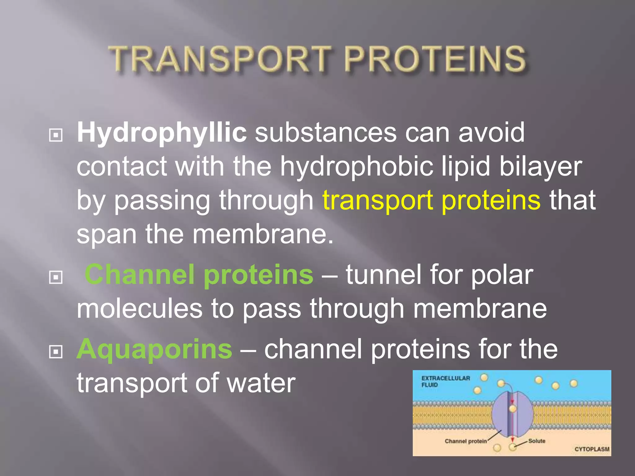    Hydrophyllic substances can avoid
    contact with the hydrophobic lipid bilayer
    by passing through transport proteins that
    span the membrane.
    Channel proteins – tunnel for polar
    molecules to pass through membrane
   Aquaporins – channel proteins for the
    transport of water
 