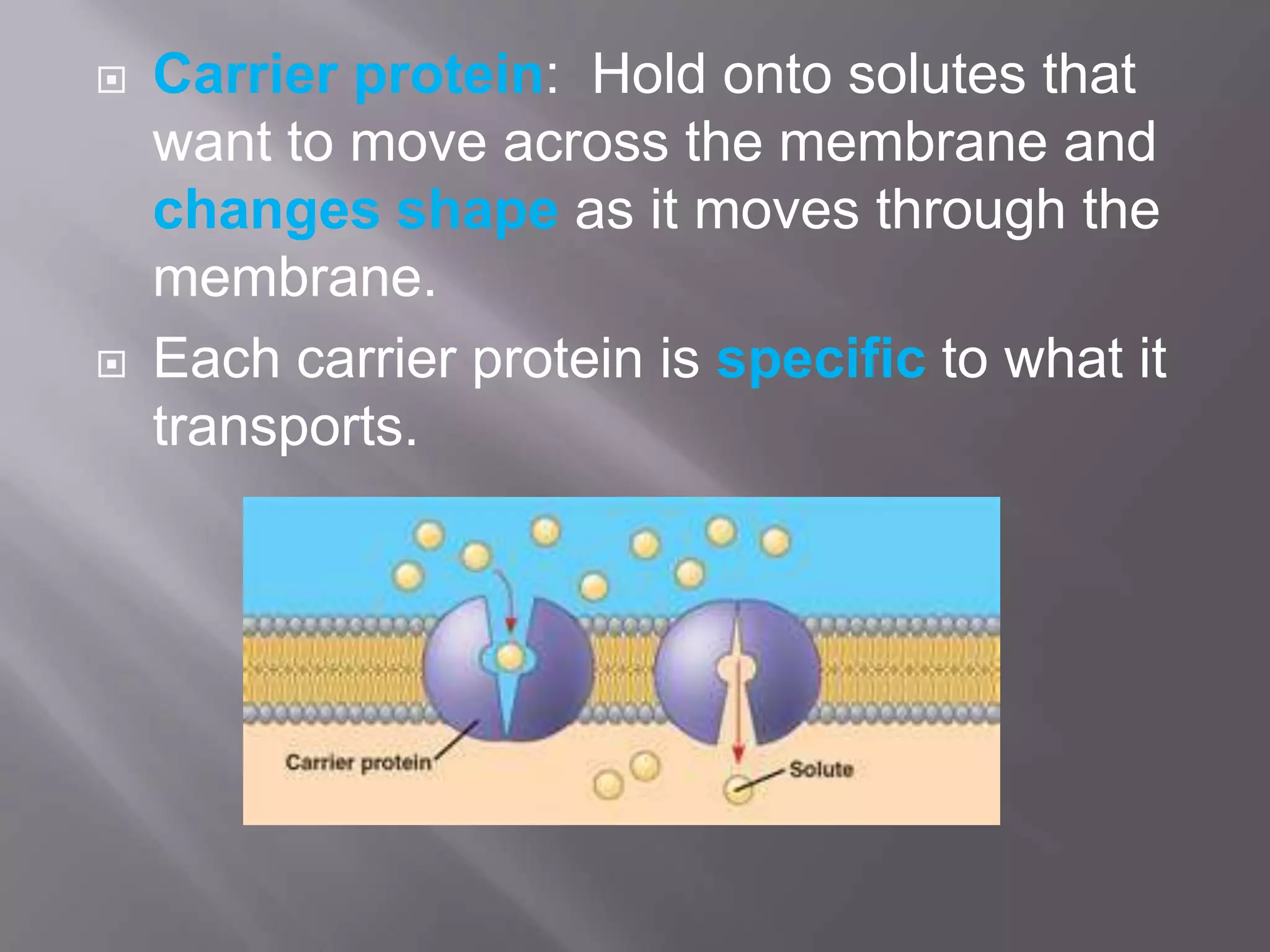    Carrier protein: Hold onto solutes that
    want to move across the membrane and
    changes shape as it moves through the
    membrane.
   Each carrier protein is specific to what it
    transports.
 