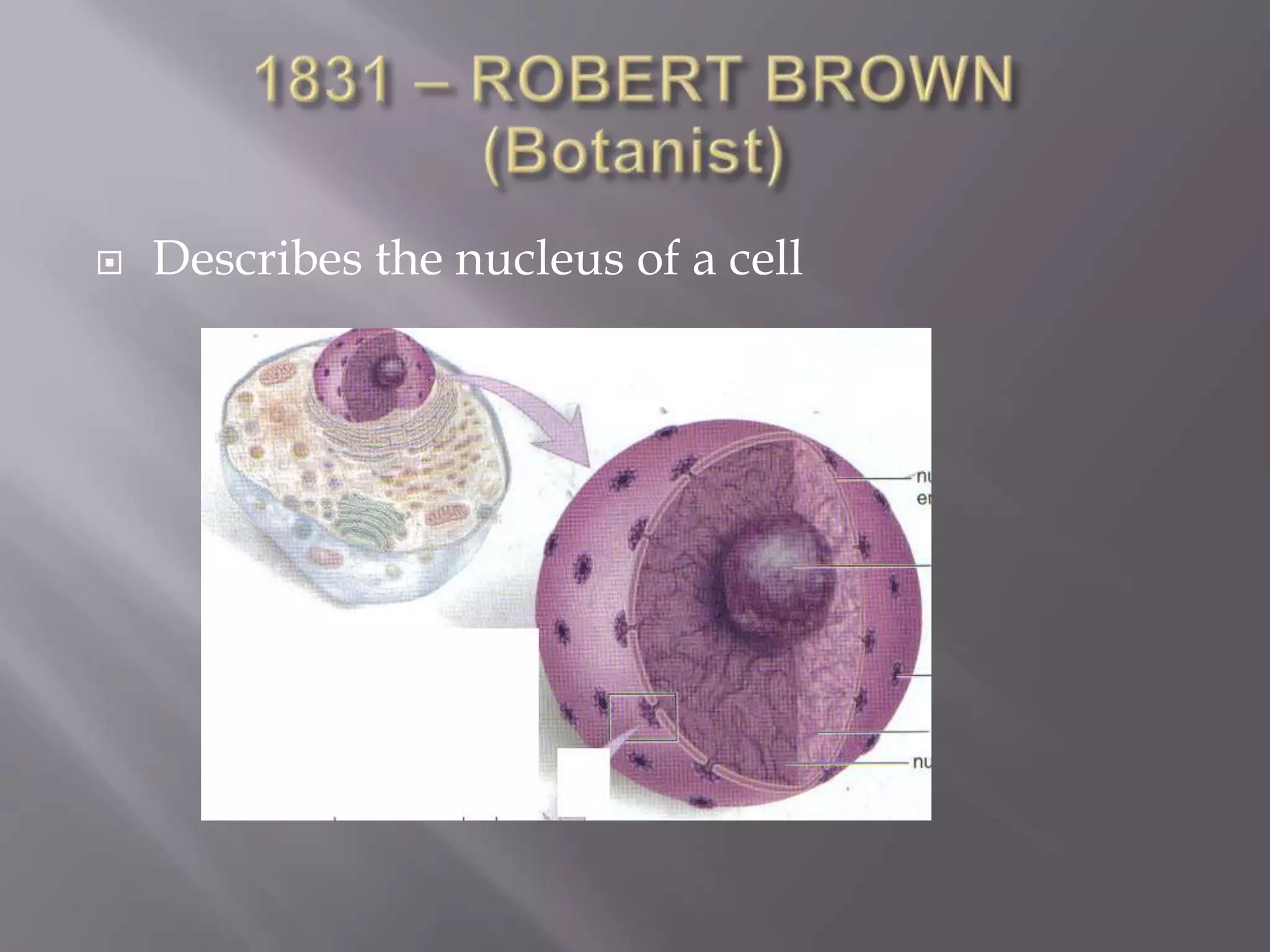    Describes the nucleus of a cell
 