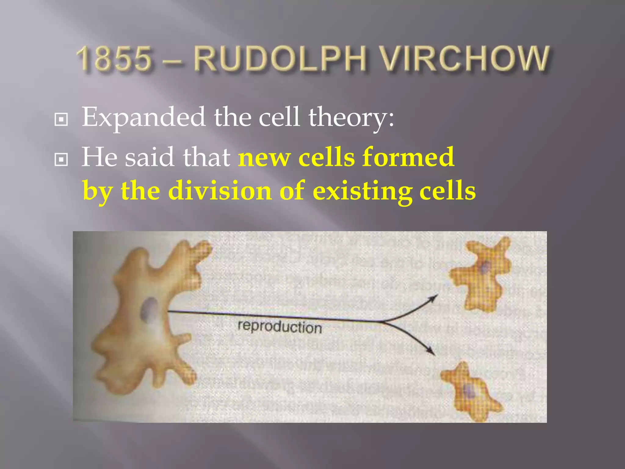    Expanded the cell theory:
   He said that new cells formed
    by the division of existing cells
 