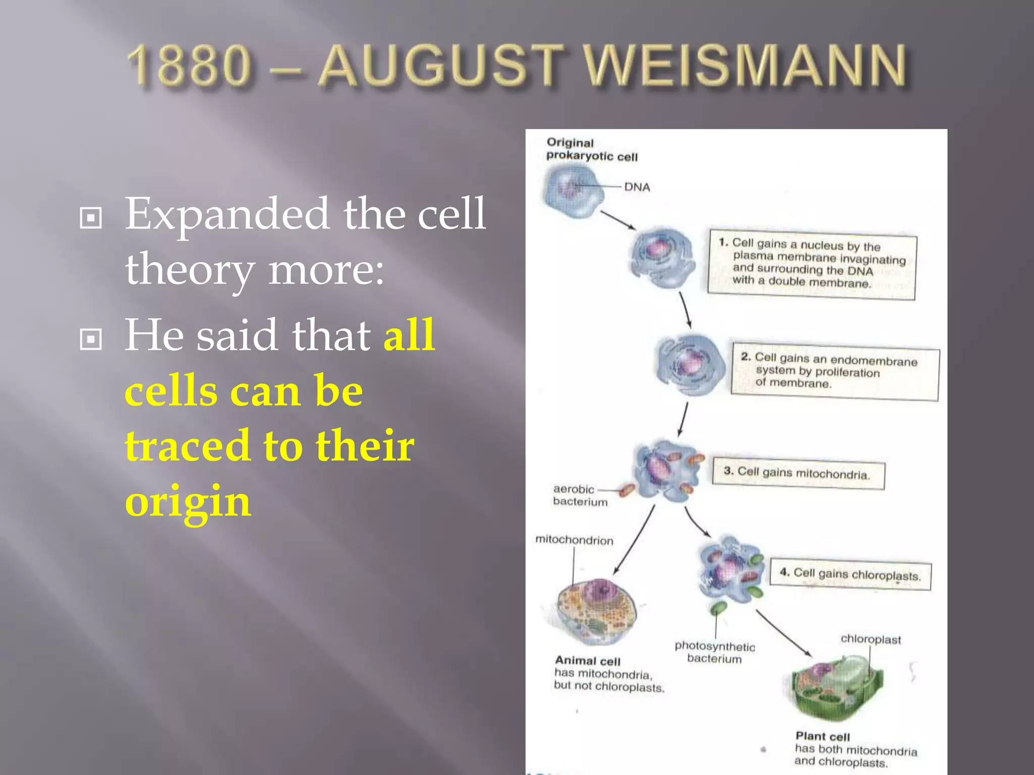    Expanded the cell
    theory more:
   He said that all
    cells can be
    traced to their
    origin
 