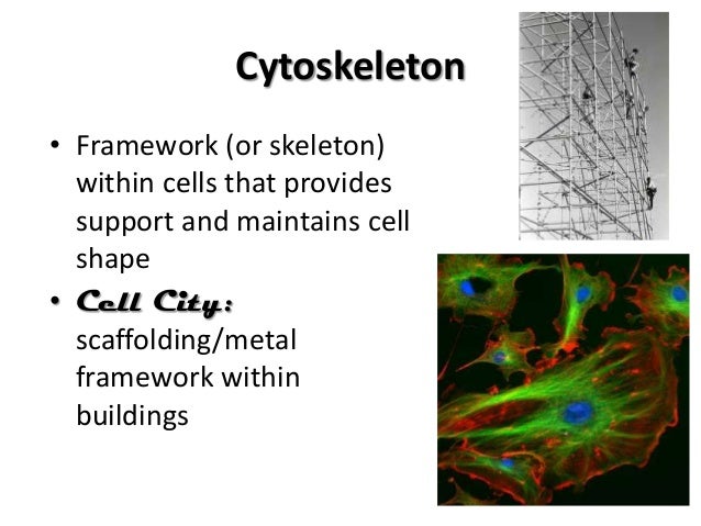 Unit 2 cells notes
