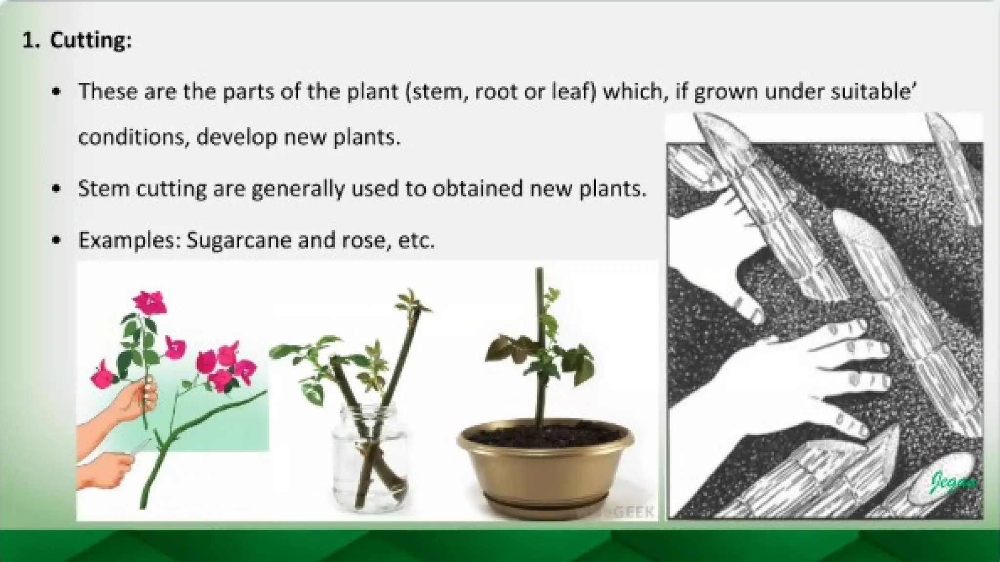 unit 2 cognoasy.pptx pharmacognosy  theory