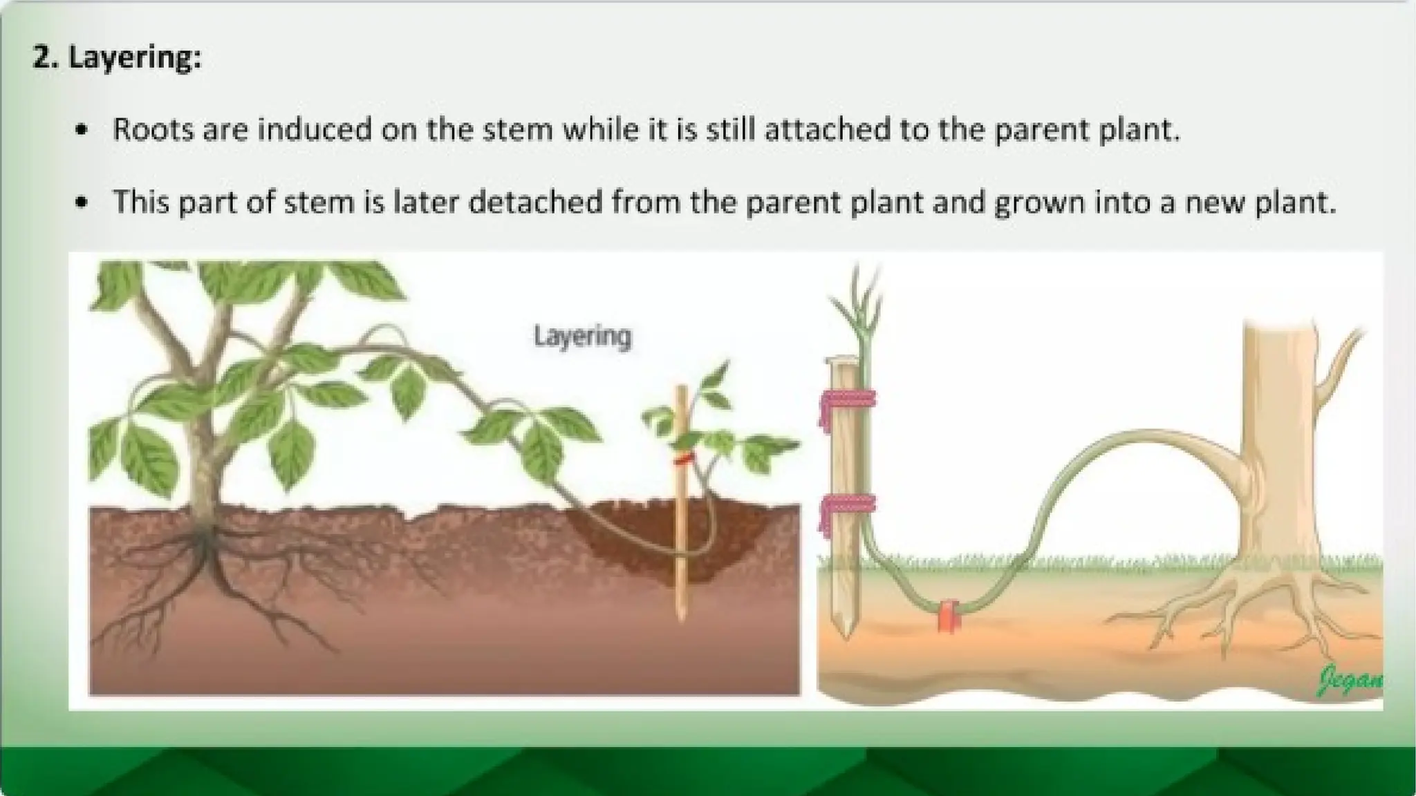 unit 2 cognoasy.pptx pharmacognosy  theory