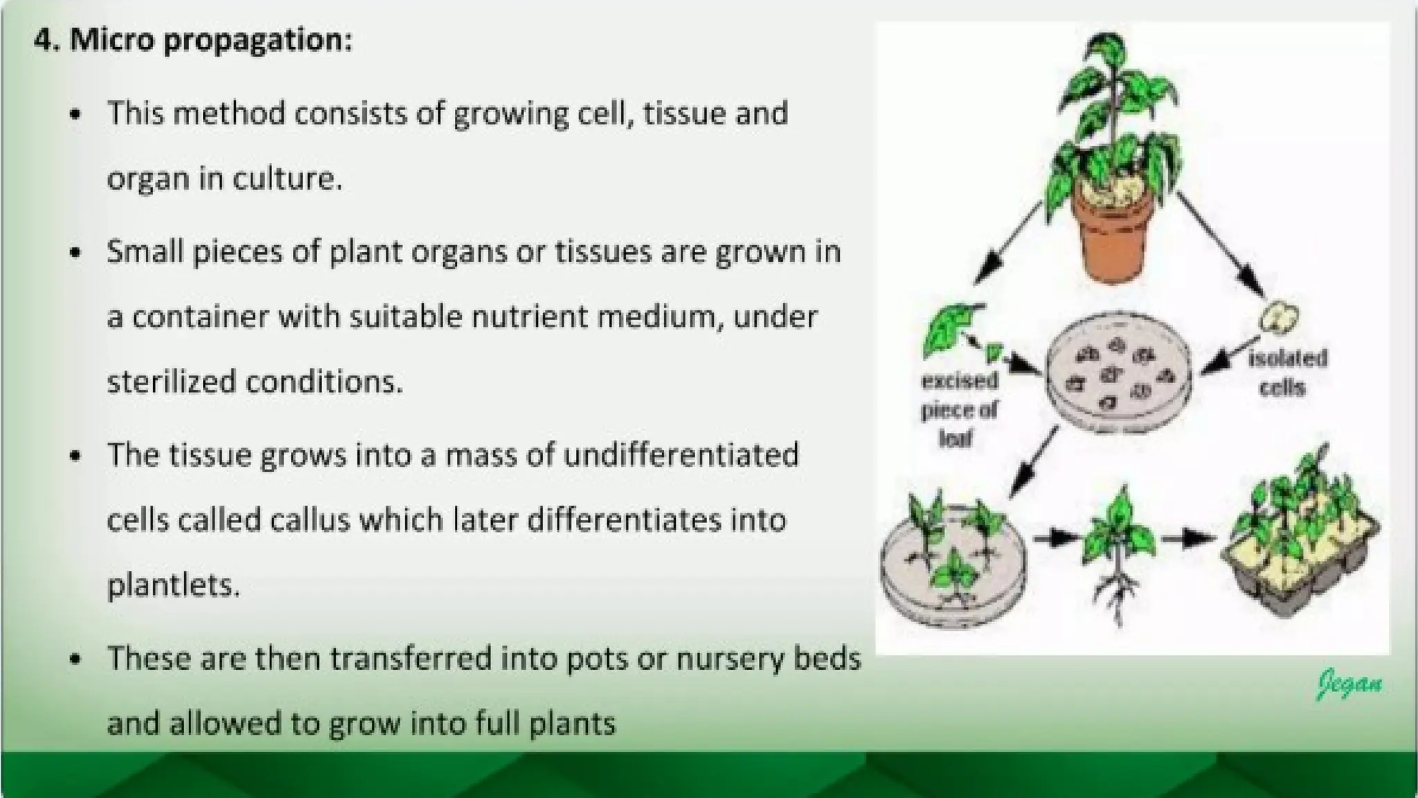 unit 2 cognoasy.pptx pharmacognosy  theory