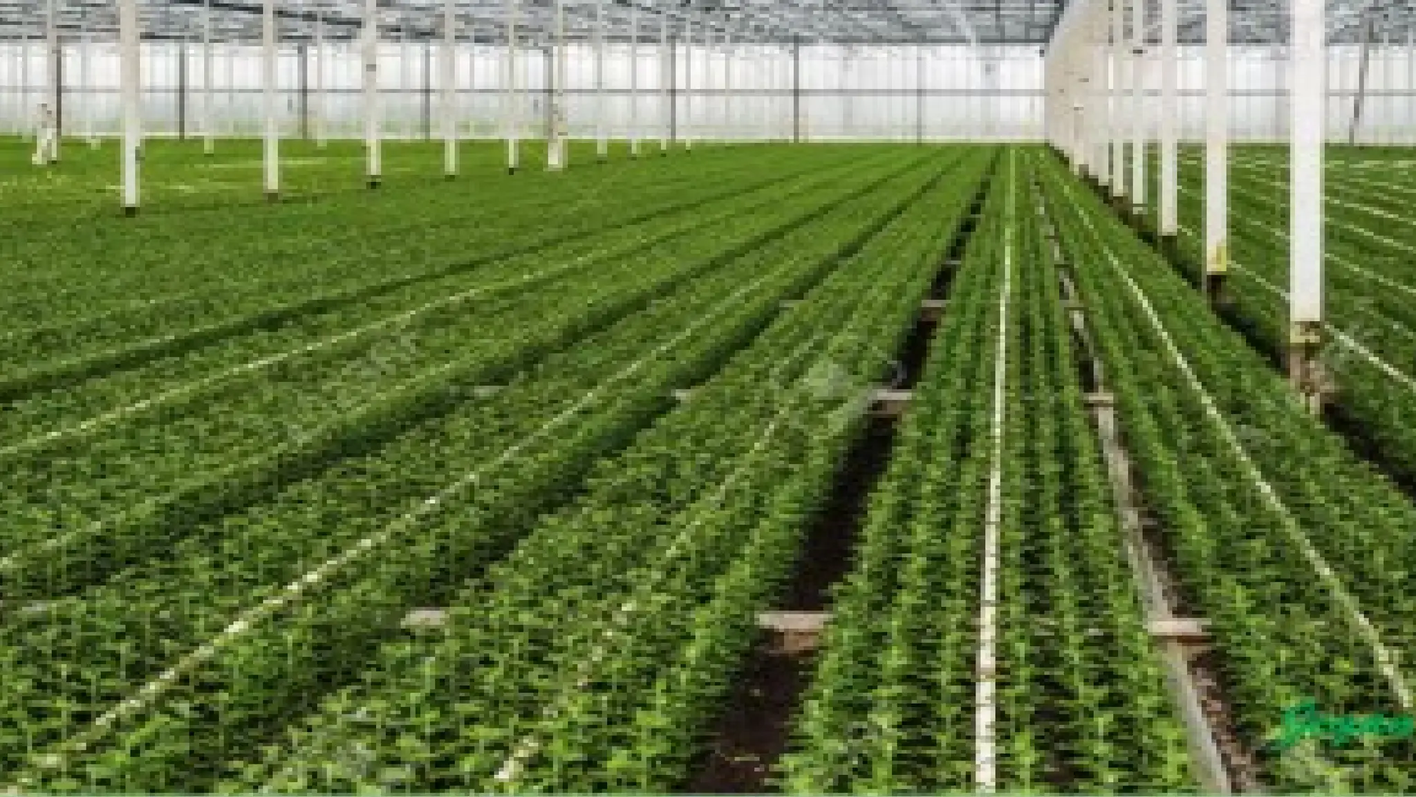 unit 2 cognoasy.pptx pharmacognosy  theory