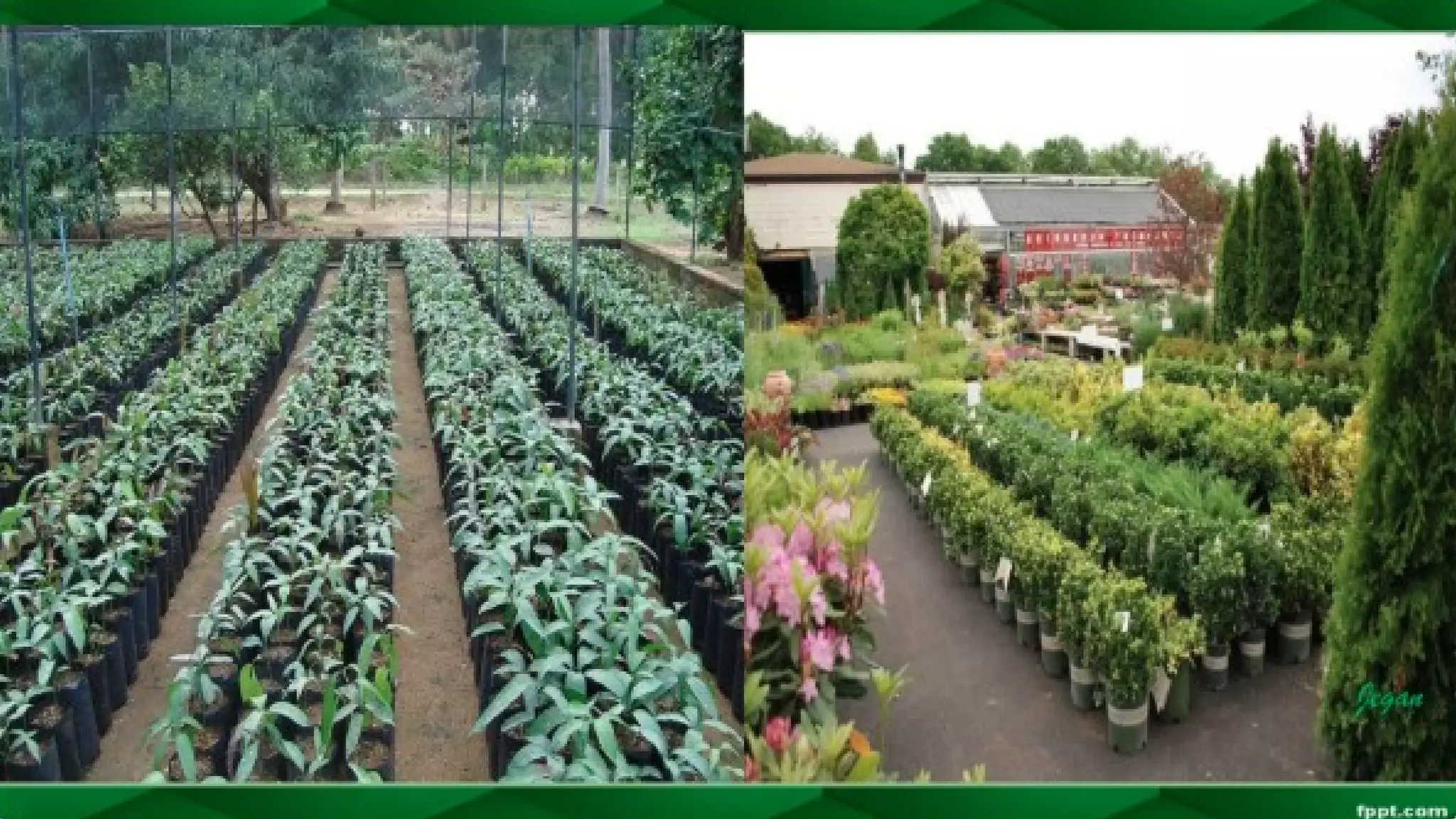 unit 2 cognoasy.pptx pharmacognosy  theory