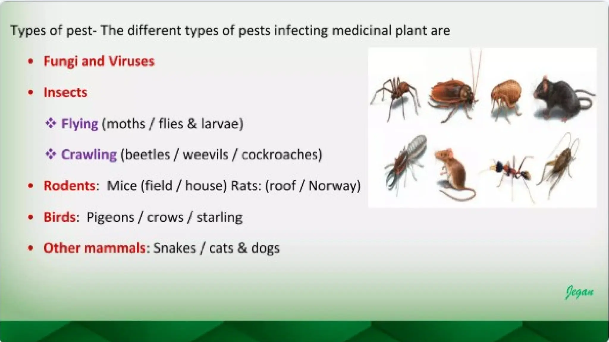 unit 2 cognoasy.pptx pharmacognosy  theory