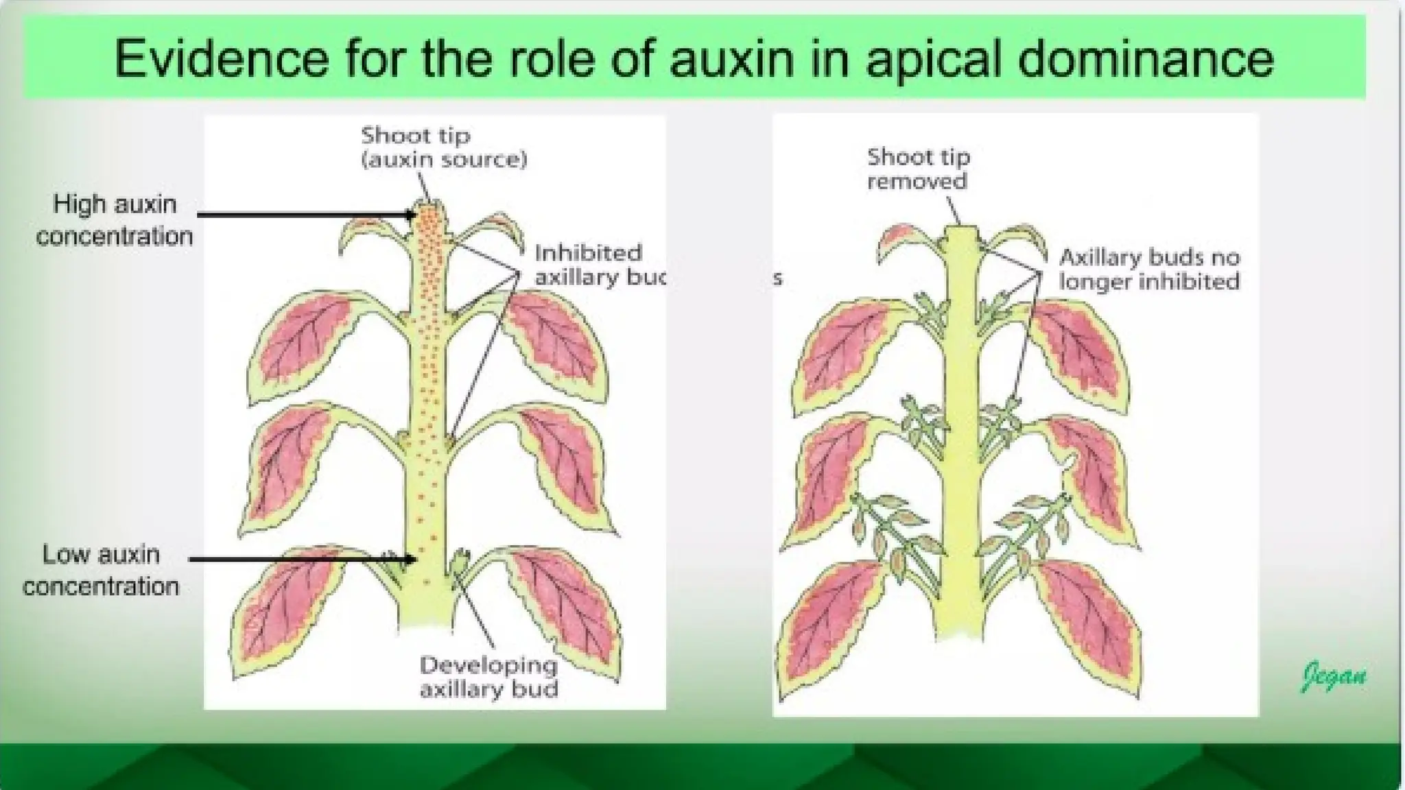 unit 2 cognoasy.pptx pharmacognosy  theory