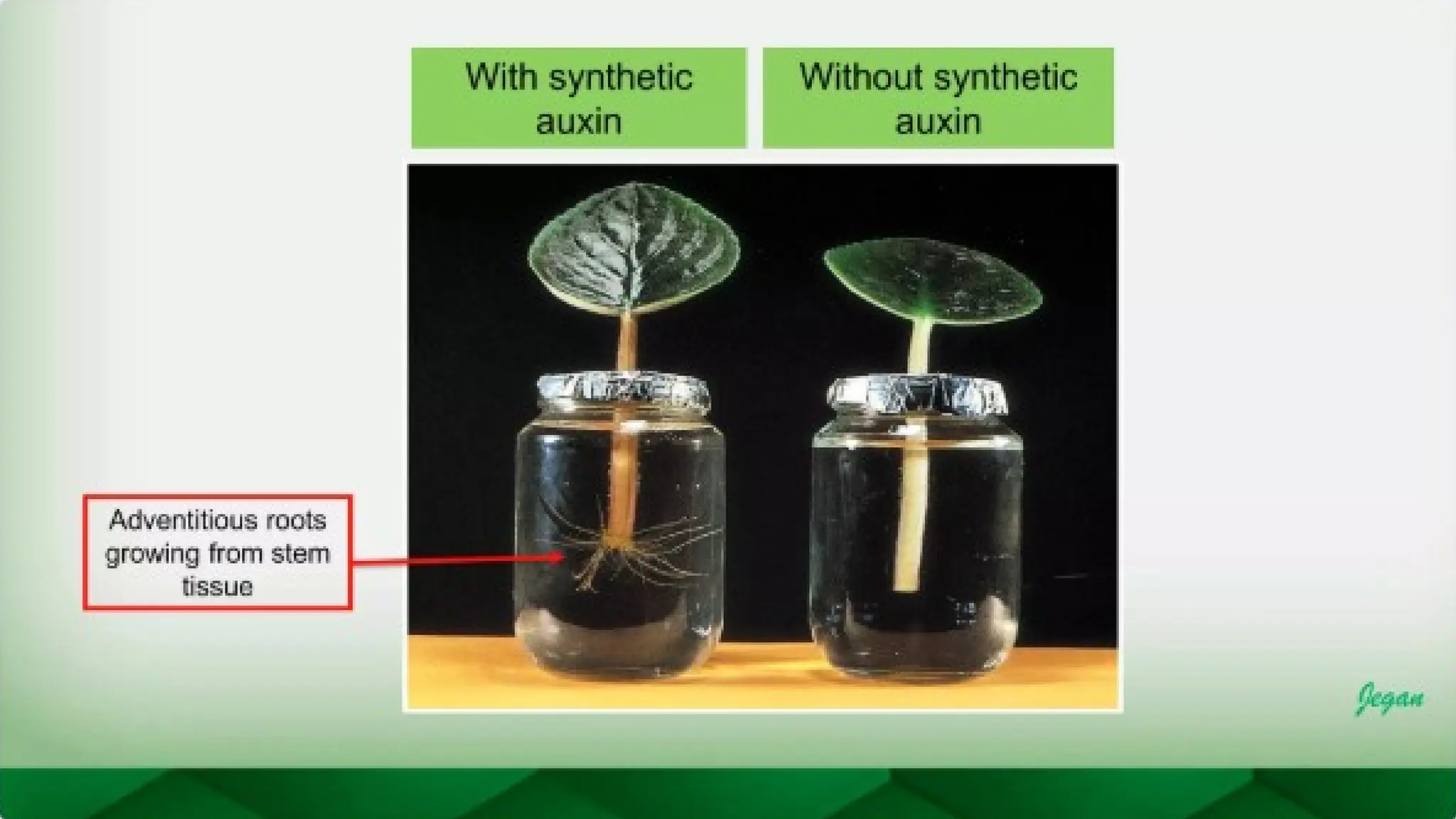 unit 2 cognoasy.pptx pharmacognosy  theory