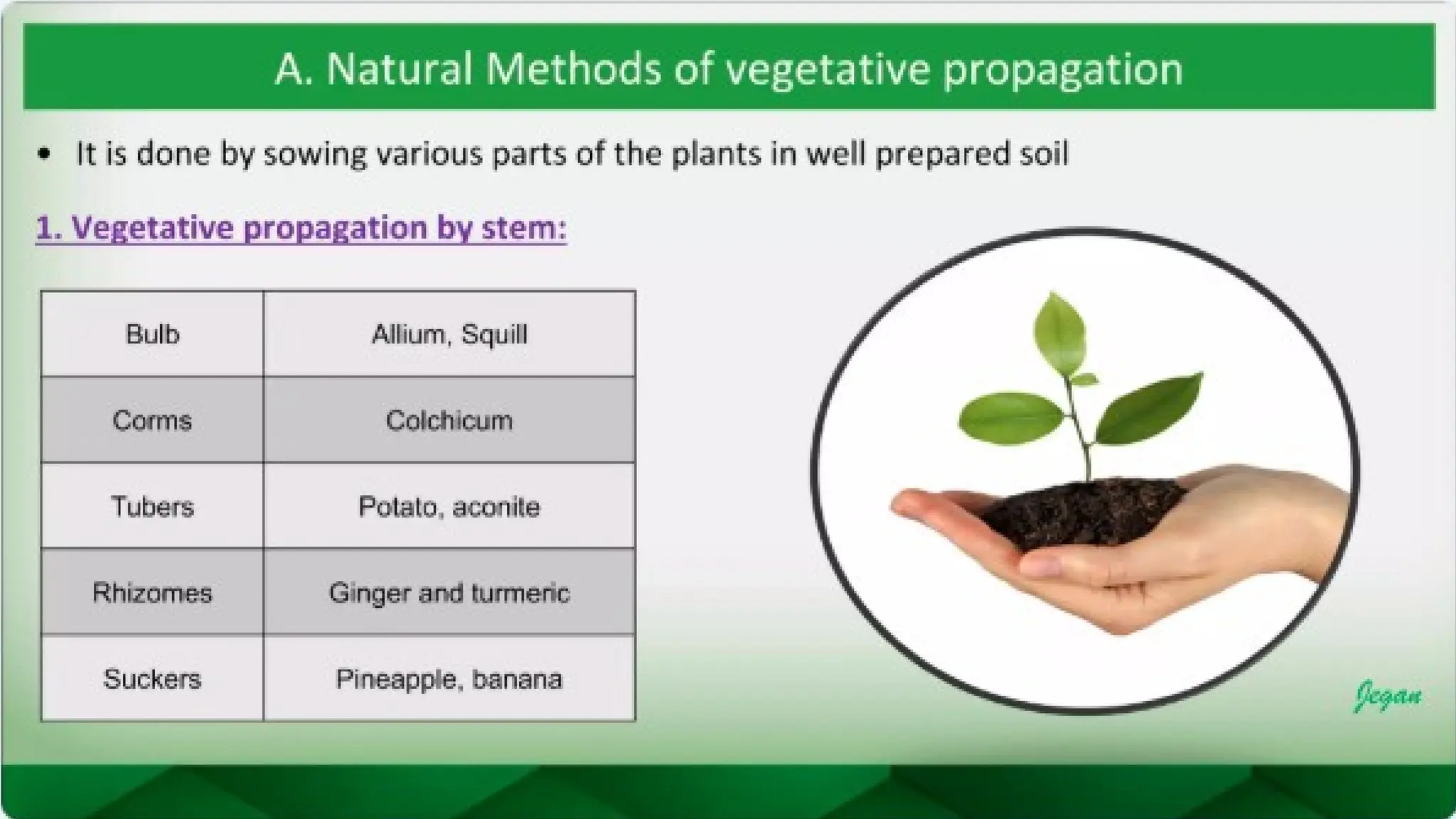 unit 2 cognoasy.pptx pharmacognosy  theory