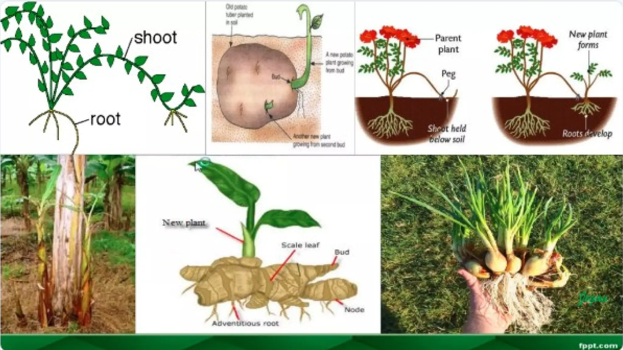 unit 2 cognoasy.pptx pharmacognosy  theory